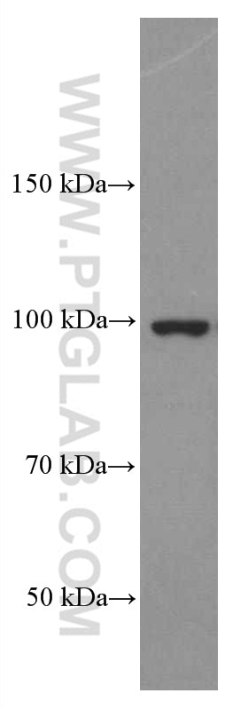 Western Blot (WB) analysis of human spleen tissue using CD44 Monoclonal antibody (60224-1-Ig)