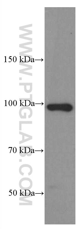 Western Blot (WB) analysis of pig spleen tissue using CD44 Monoclonal antibody (60224-1-Ig)