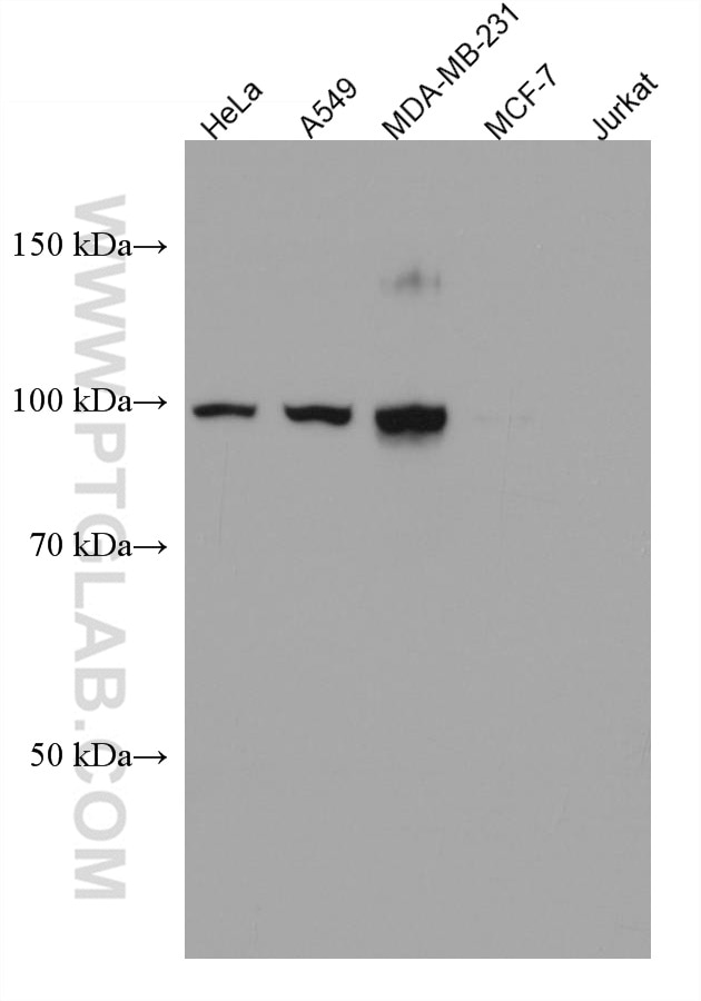Western Blot (WB) analysis of various lysates using CD44 Monoclonal antibody (60224-1-Ig)