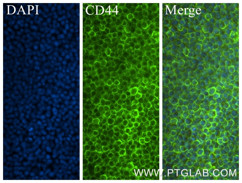 Immunofluorescence (IF) / fluorescent staining of NR8383 cells using CD44 Recombinant antibody (84369-5-RR)