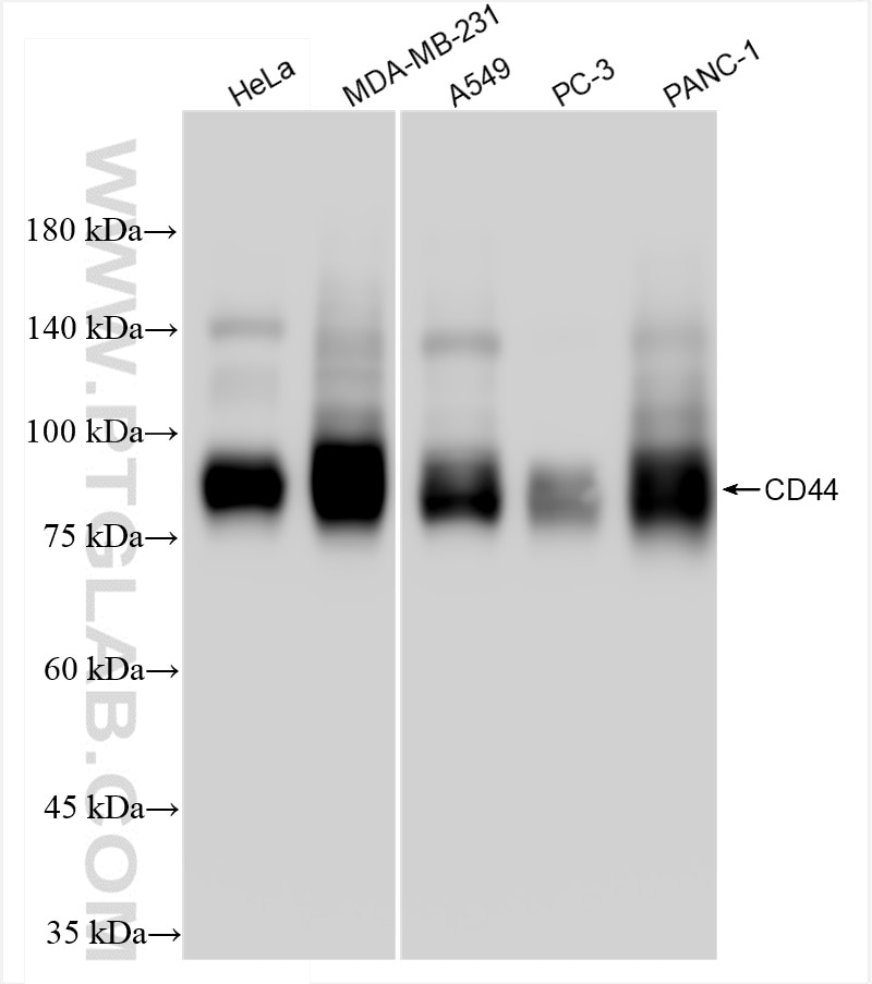 Western Blot (WB) analysis of various lysates using CD44 Recombinant antibody (84854-5-RR)