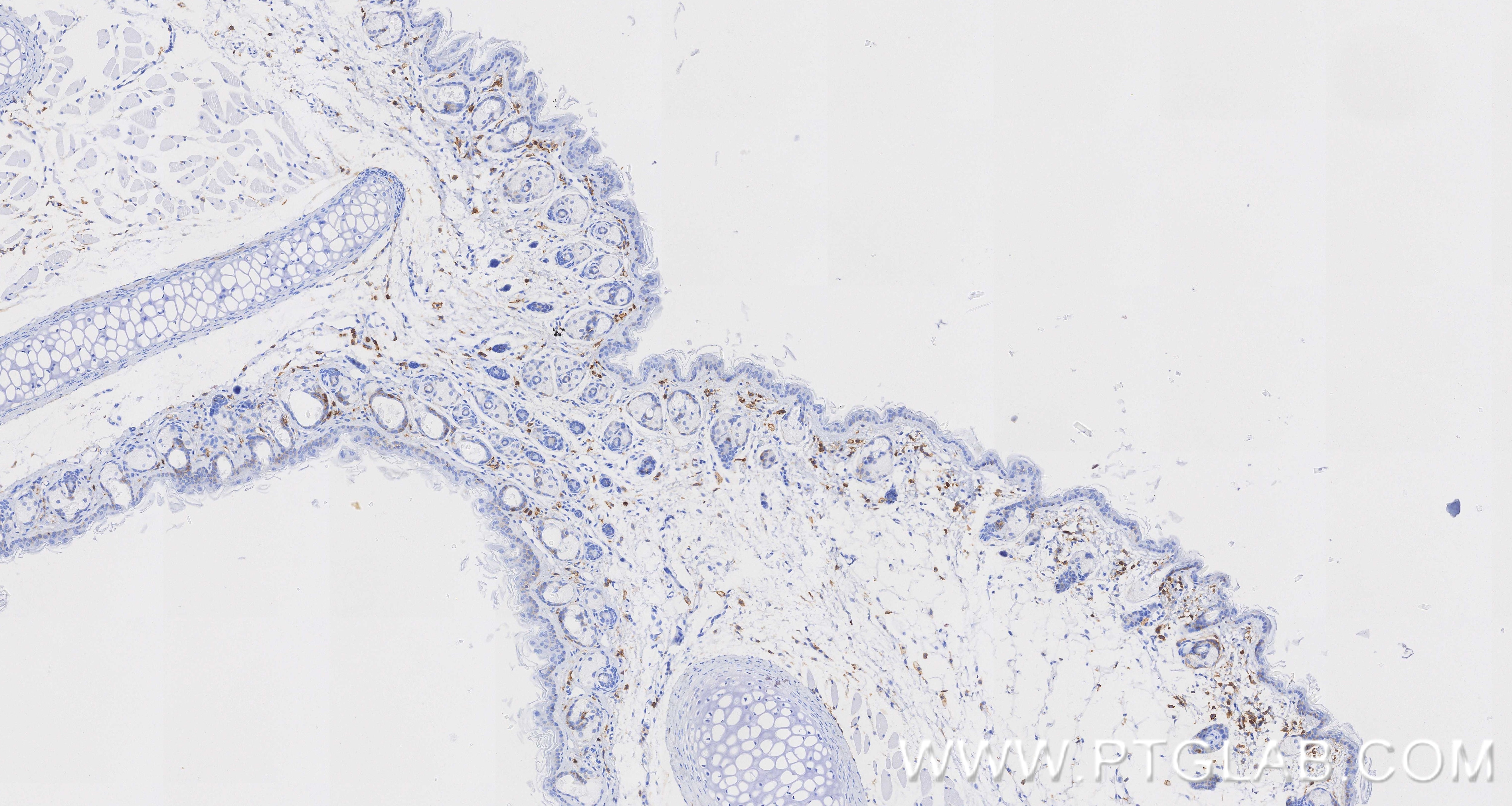 Immunohistochemical analysis of paraffin-embedded mouse skin tissue slide using 85163-5-RR (CD44 antibody) at dilution of 1:1000 (under 10x lens). Heat mediated antigen retrieval with Tris-EDTA buffer (pH 9.0). This data was developed using the same antibody clone with 85163-5-PBS in a different storage buffer formulation. Immunohistochemistry (IHC) staining of mouse skin tissue using CD44 Recombinant monoclonal antibody (85163-5-RR)