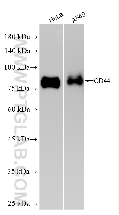 CD44