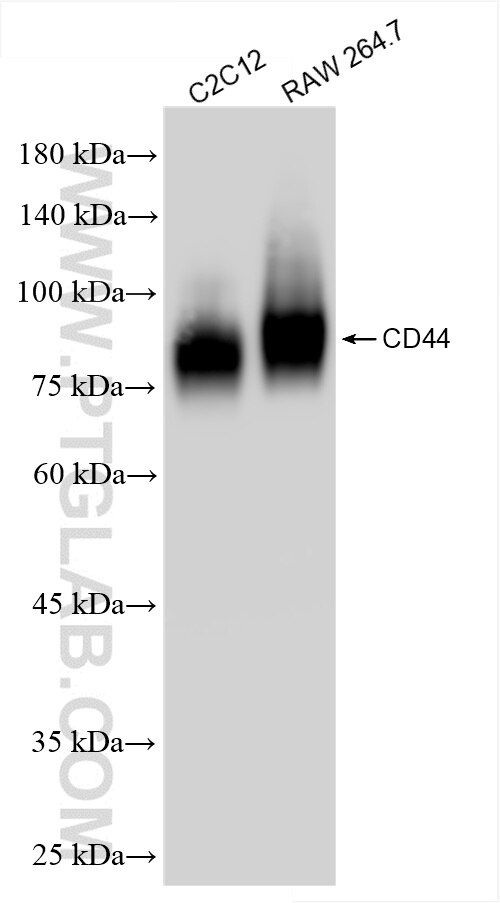 Western Blot (WB) analysis of various lysates using CD44 Recombinant antibody (85163-5-RR)