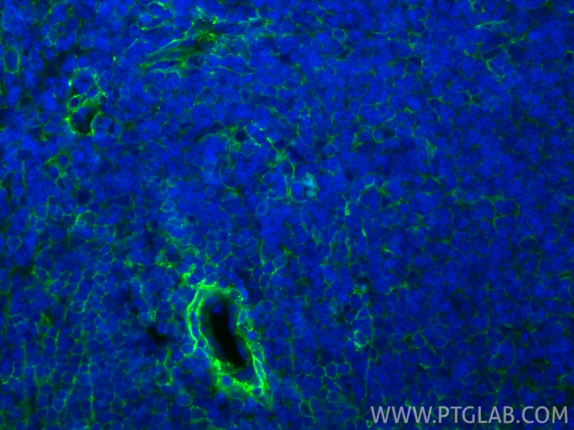 Immunofluorescence (IF) / fluorescent staining of rat spleen tissue using CoraLite® Plus 488-conjugated CD44 Recombinant mon (CL488-84369-5)