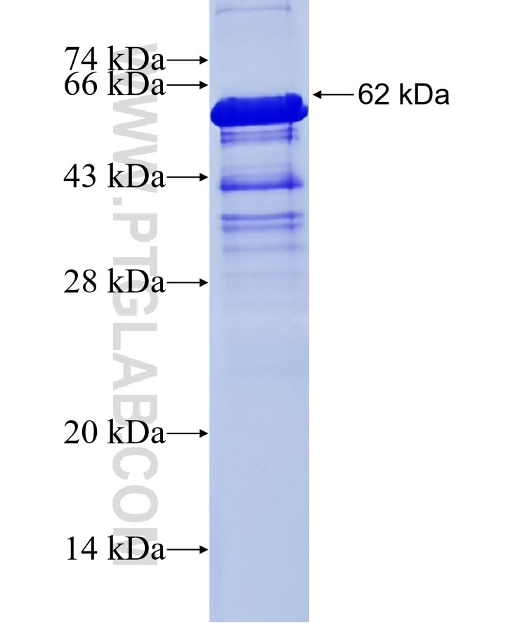 CD44 fusion protein Ag7633 SDS-PAGE