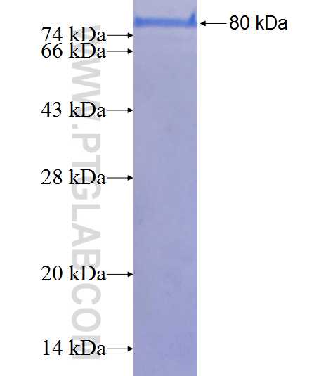 CD44 fusion protein Ag8143 SDS-PAGE