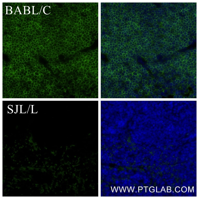 Immunofluorescence (IF) / fluorescent staining of mouse spleen tissue using CD45.2 Recombinant antibody (84637-1-RR)