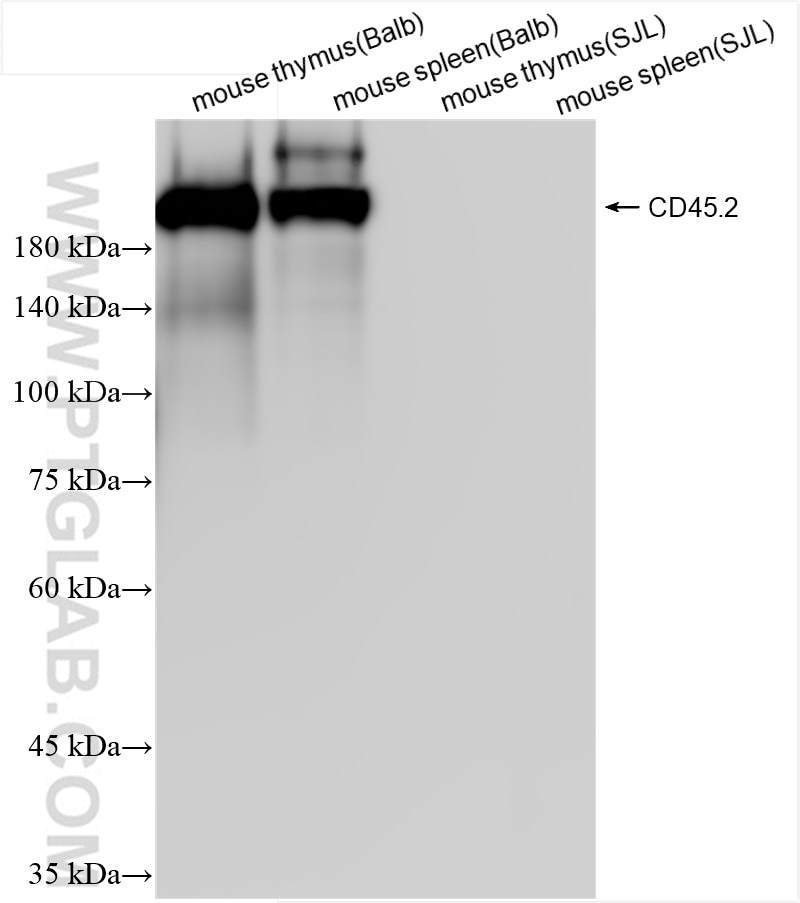 Western Blot (WB) analysis of various lysates using CD45.2 Recombinant antibody (84637-1-RR)