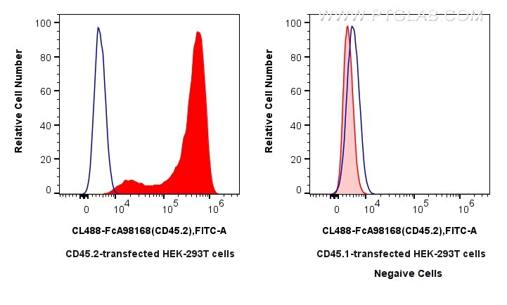 FC experiment of Transfected HEK-293T using CL488-FcA98168 Flow cytometry (FC) experiment of Transfected HEK-293T cells using FcZero-rAb™ CoraLite® Plus 488 Anti-Mouse CD45.2 R (CL488-FcA98168)