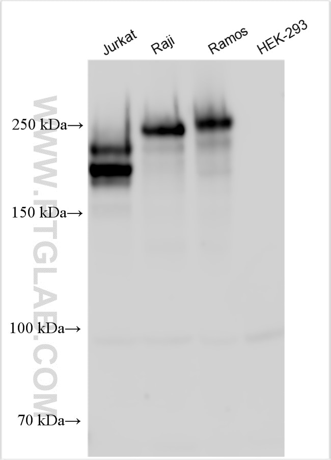 Western Blot (WB) analysis of various lysates using CD45 Polyclonal antibody (29914-1-AP)
