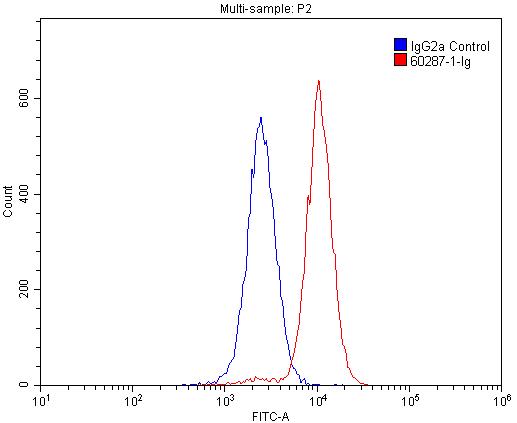 FC experiment of Raji using 60287-1-Ig