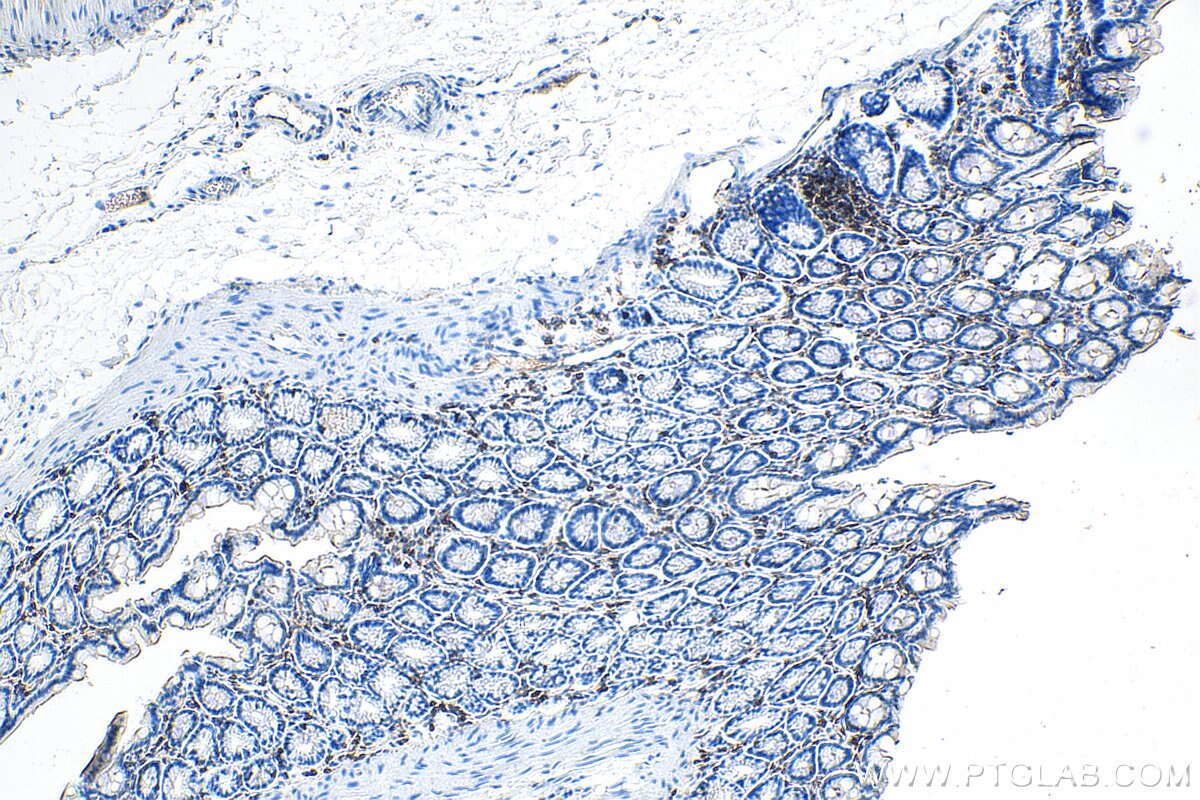 IHC staining of rat colon using 60287-1-Ig