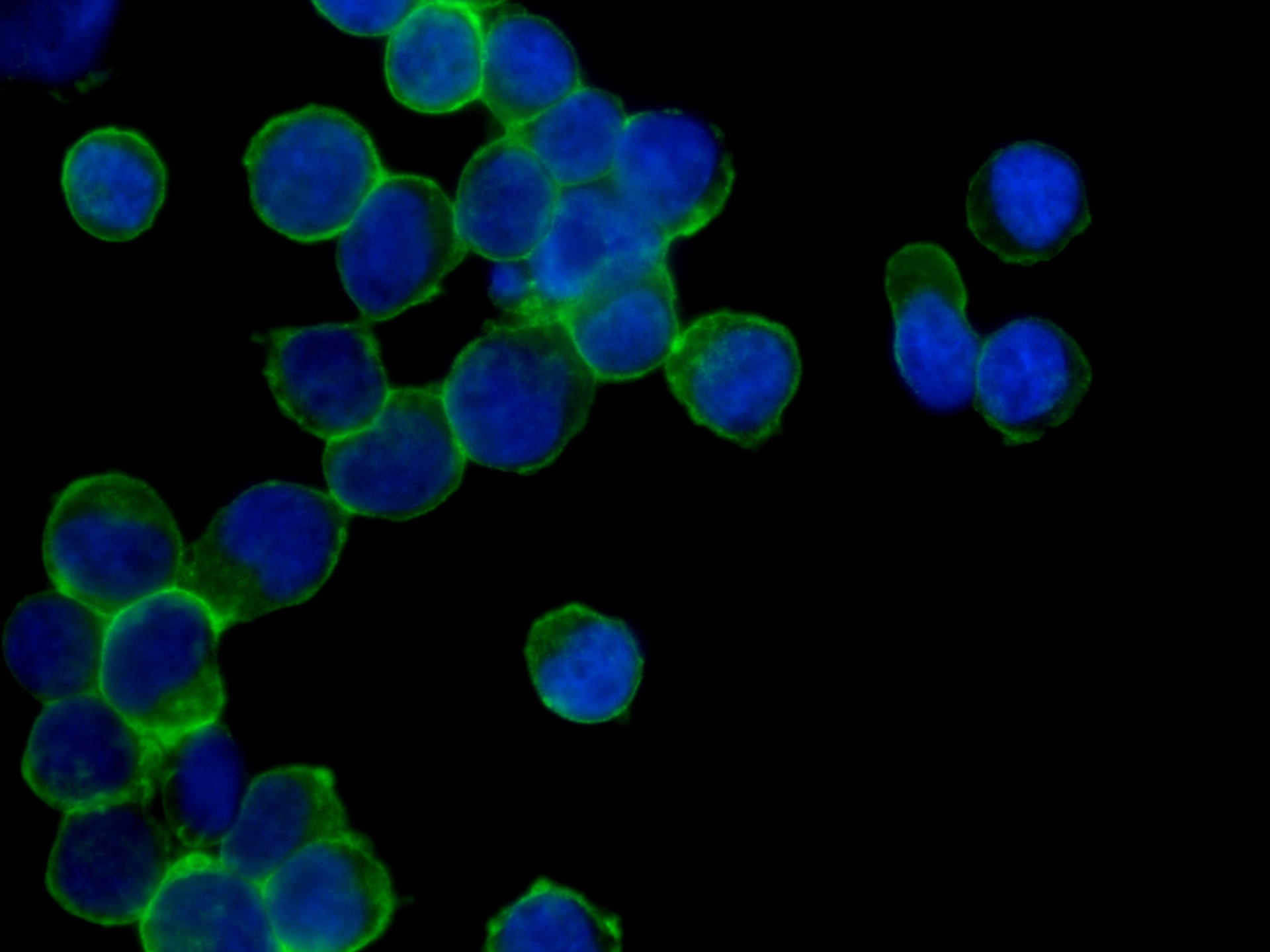 Immunofluorescence (IF) / fluorescent staining of Jurkat cells using Anti-Human CD45 (HI30) (65109-1-Ig)