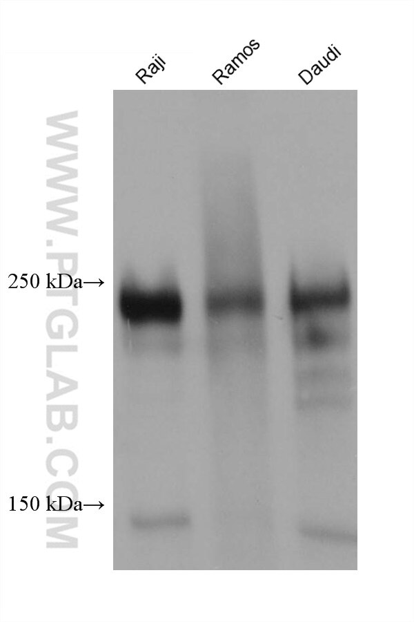 Western Blot (WB) analysis of various lysates using CD45 Recombinant antibody (80297-1-RR)