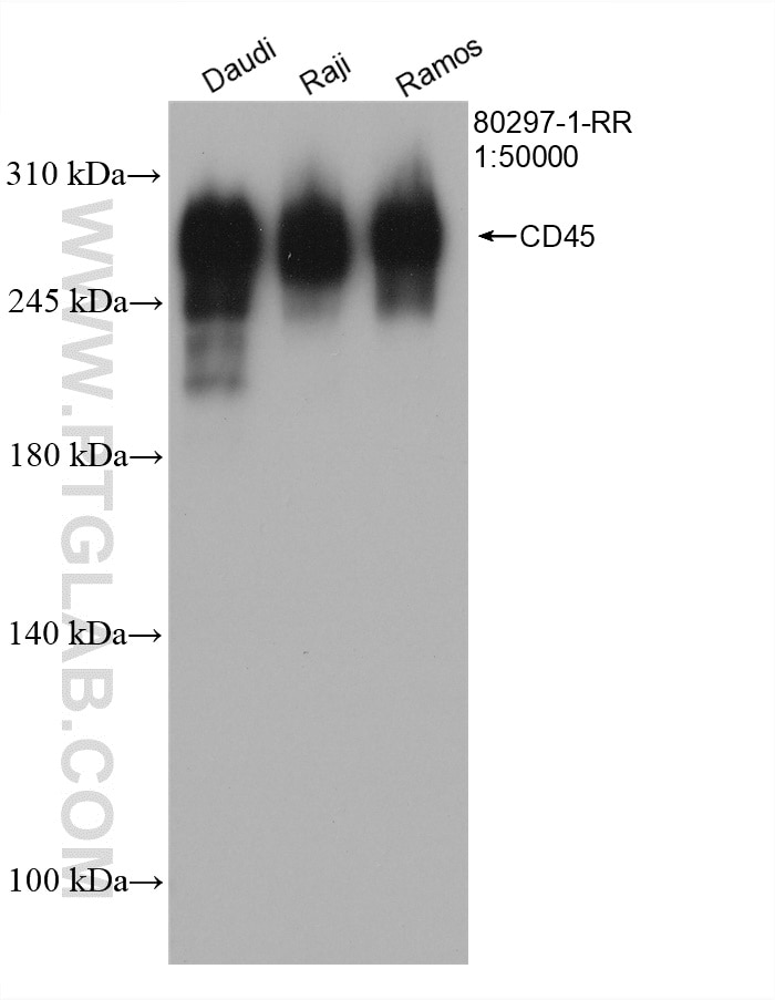 Western Blot (WB) analysis of various lysates using CD45 Recombinant antibody (80297-1-RR)