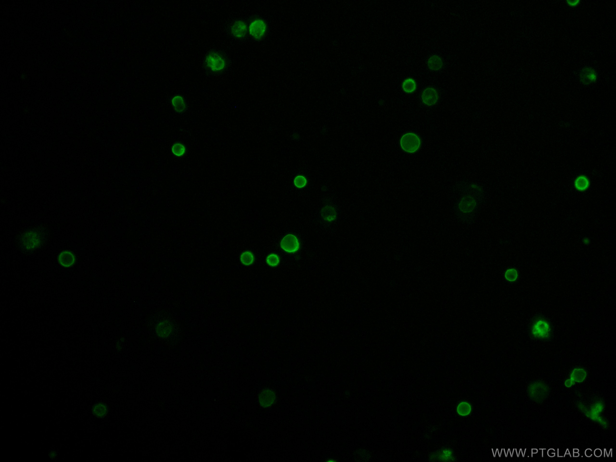 Immunofluorescence (IF) / fluorescent staining of human peripheral blood mononuclear cells using CoraLite® Plus 488 Anti-Human CD45 (2D1) (CL488-65082)