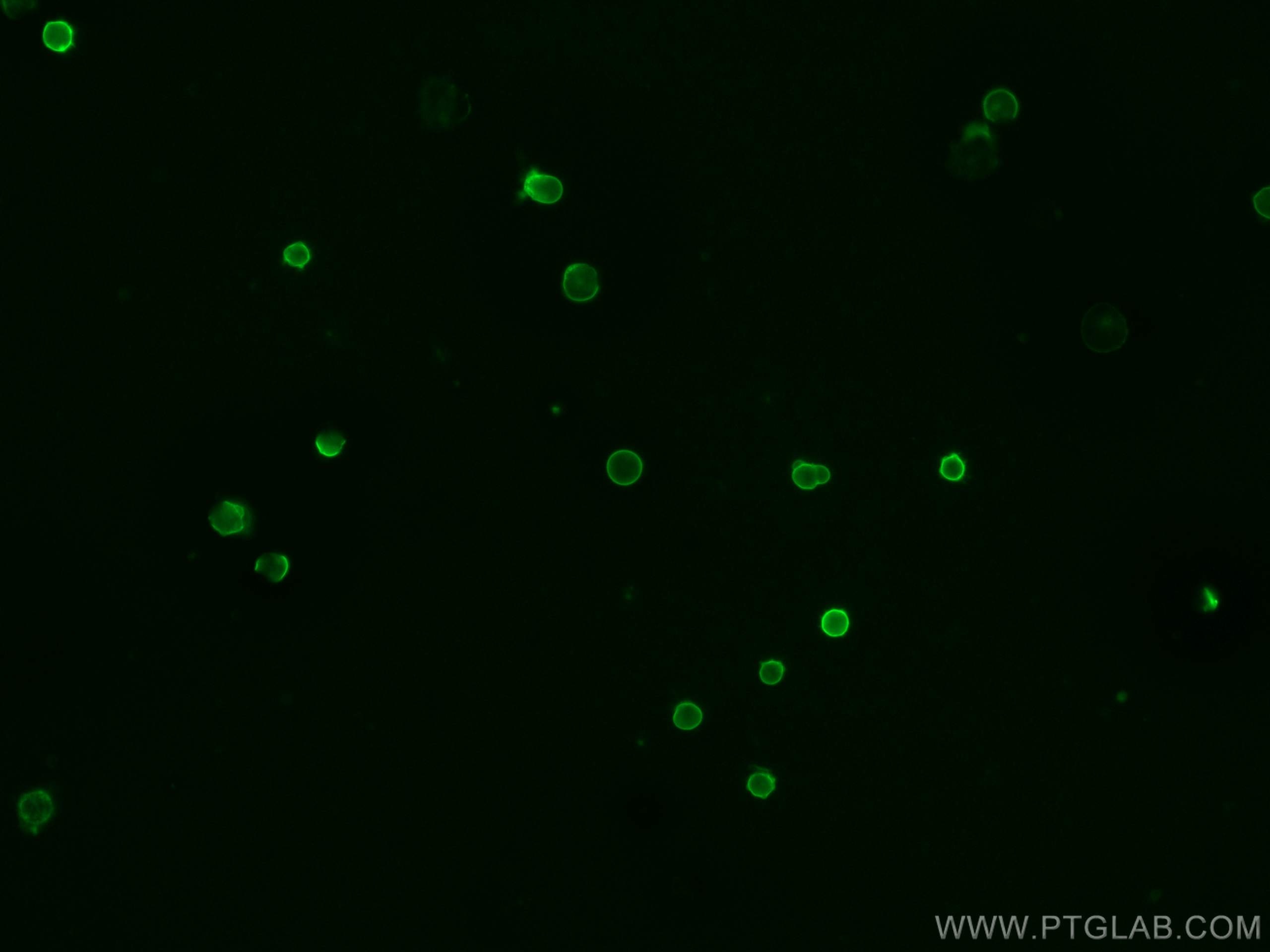 Immunofluorescence (IF) / fluorescent staining of mouse splenocytes using CoraLite® Plus 488 Anti-Mouse CD45 (30-F11) (CL488-65087)