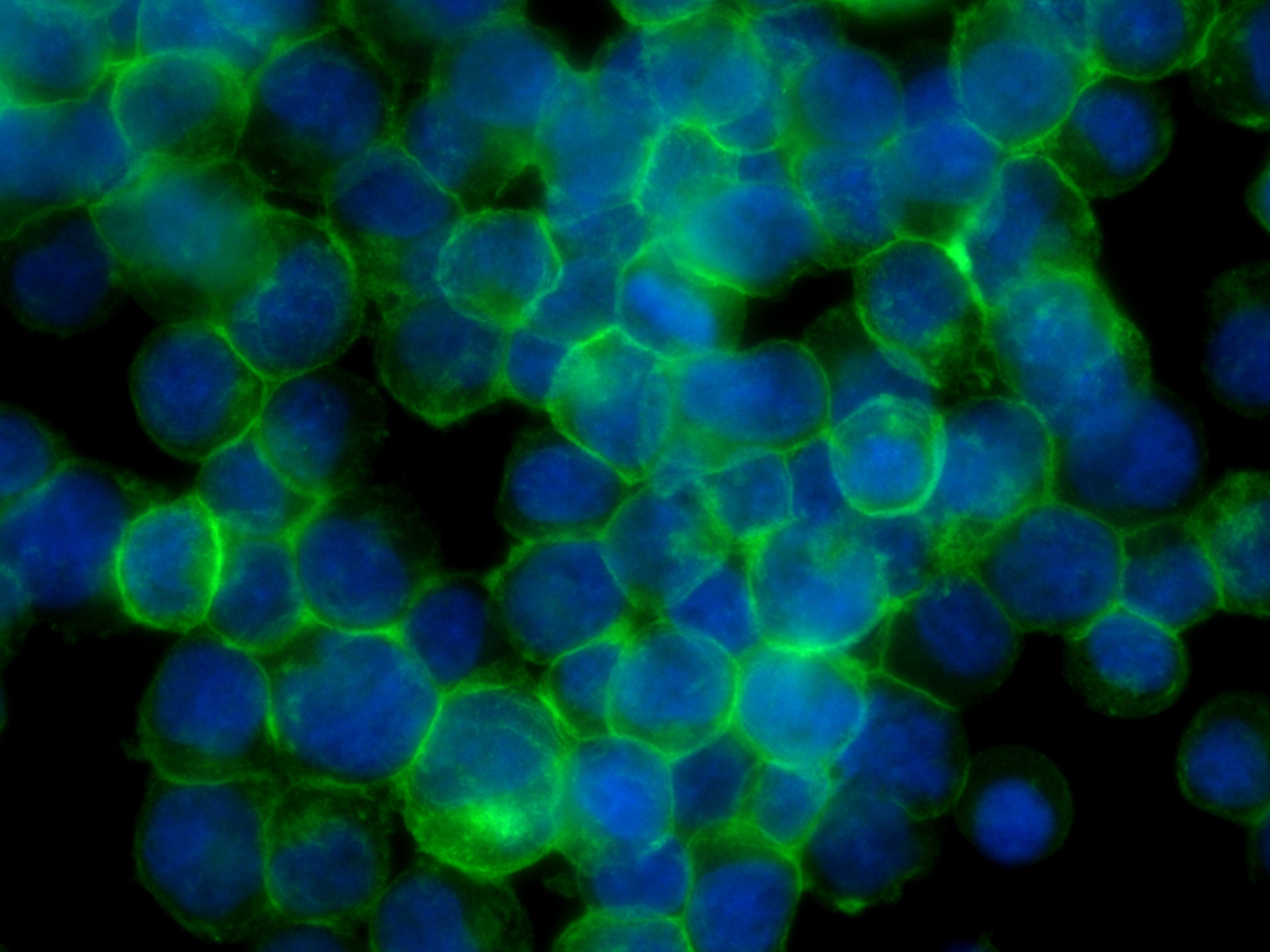 Immunofluorescence (IF) / fluorescent staining of Jurkat cells using CoraLite® Plus 488 Anti-Human CD45 (HI30) (CL488-65109)