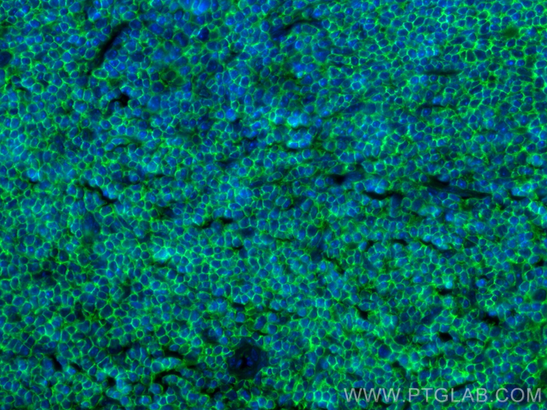 IF Staining of mouse spleen using CL488-80297