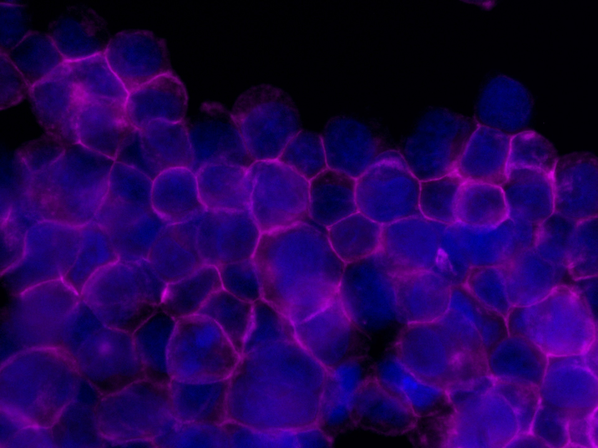 Immunofluorescence (IF) / fluorescent staining of Jurkat cells using CoraLite® Plus 647 Anti-Human CD45 (HI30) (CL647-65109)