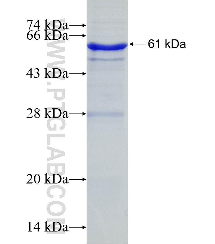 CD45 fusion protein Ag31286 SDS-PAGE
