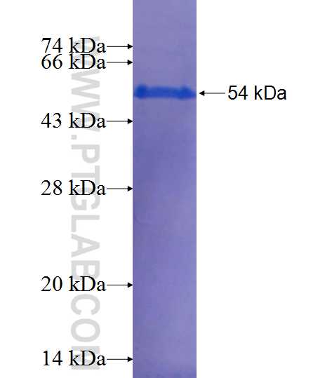 CD45 fusion protein Ag13712 SDS-PAGE
