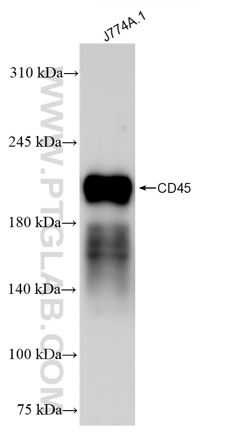 Western Blot (WB) analysis of J774A.1 cells using CD45/PTPRC Recombinant antibody (83396-11-RR)