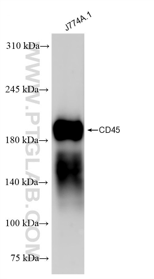 Western Blot (WB) analysis of J774A.1 cells using CD45/PTPRC Recombinant antibody (83396-12-RR)