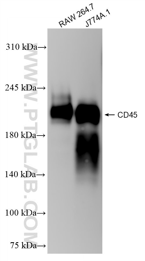 Western Blot (WB) analysis of various lysates using CD45/PTPRC Recombinant antibody (83396-13-RR)