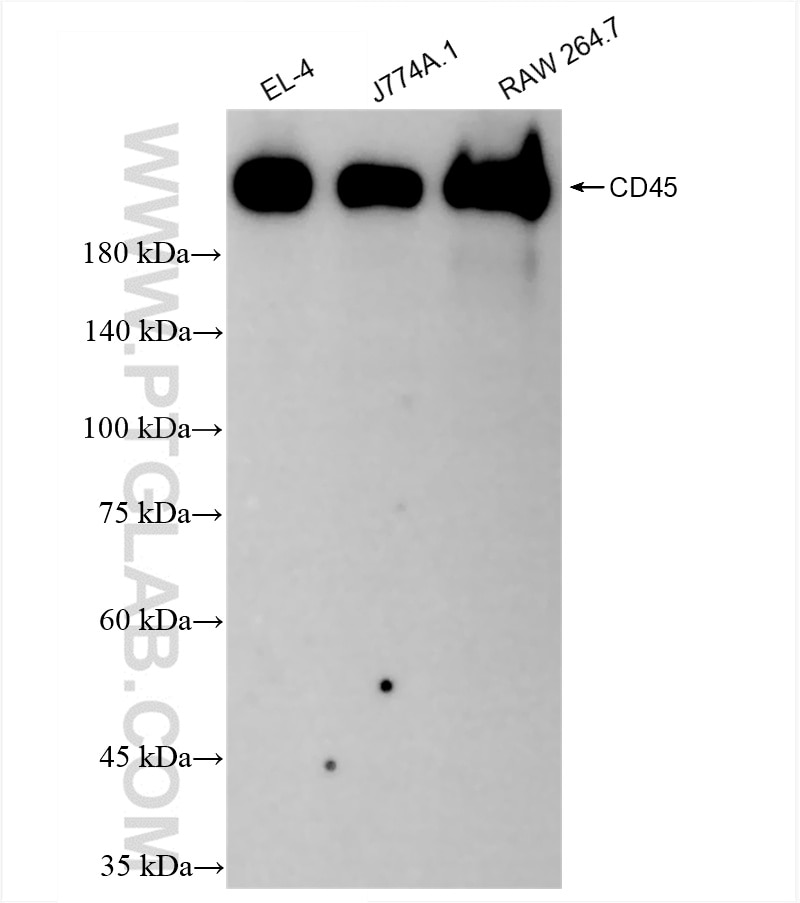 Western Blot (WB) analysis of various lysates using CD45 Recombinant antibody (83396-5-RR)