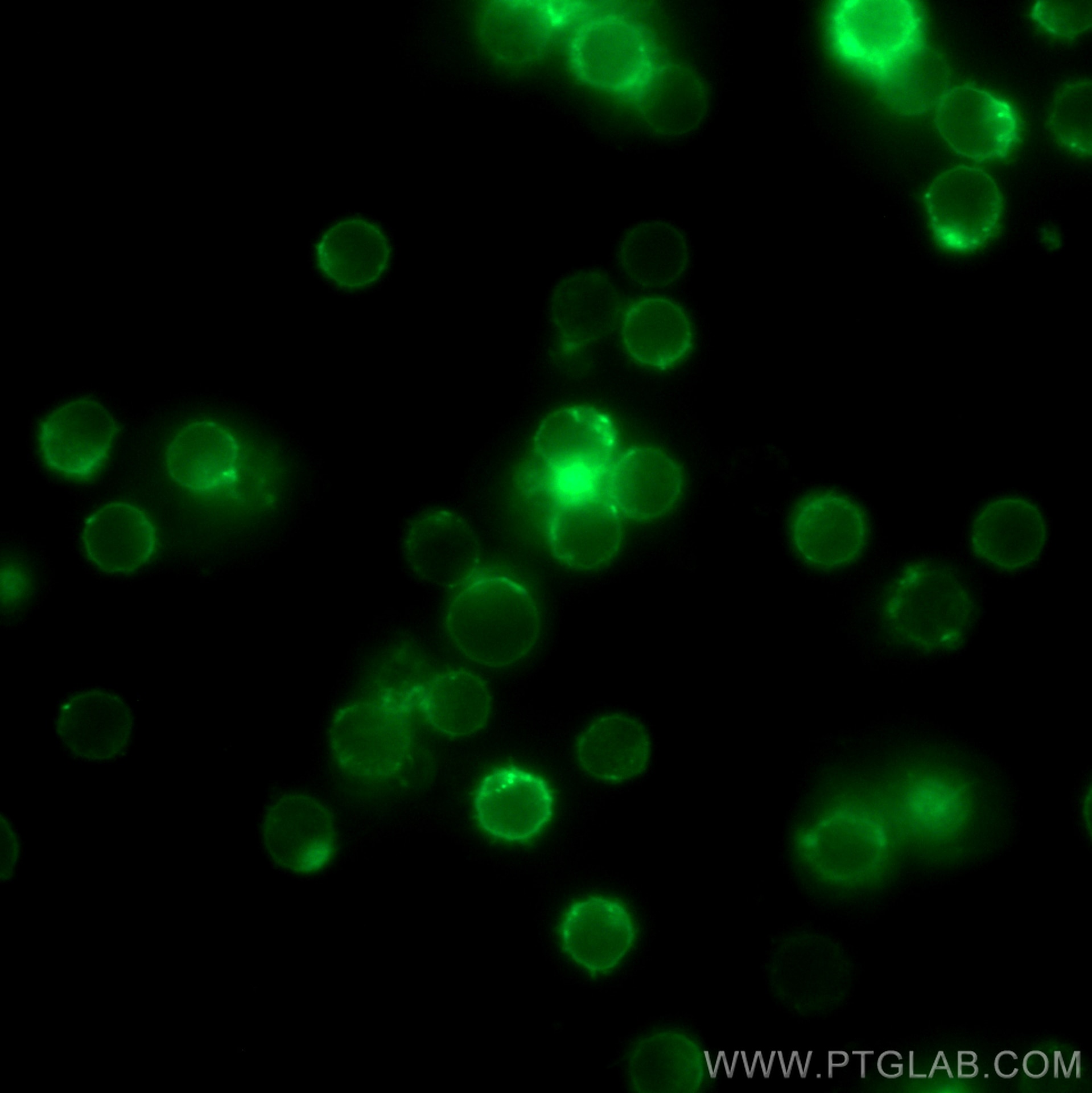 Immunofluorescence (IF) / fluorescent staining of mouse splenocytes using Anti-Mouse CD45R (B220) (RA3-6B2) (65139-1-Ig)