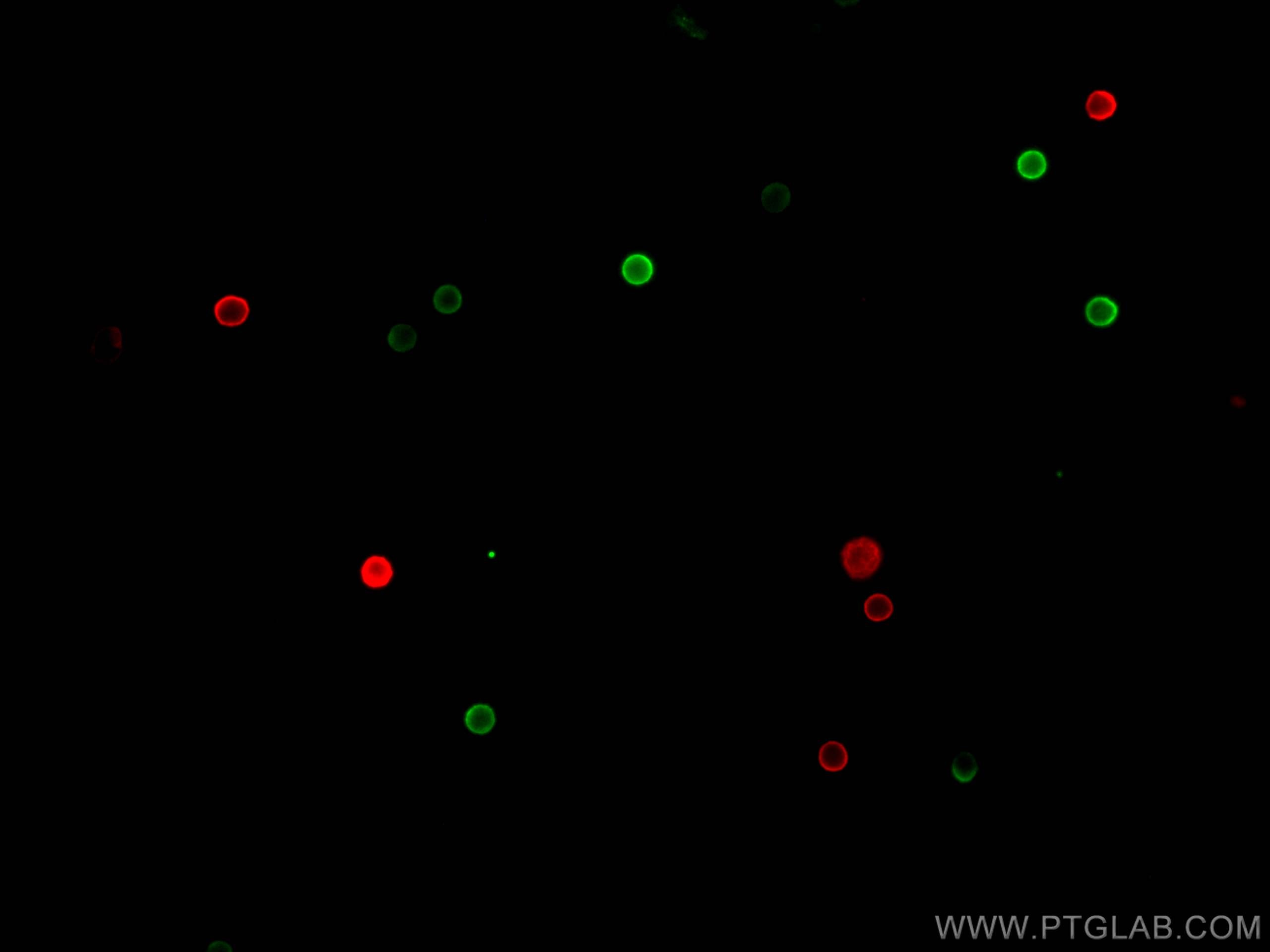 Immunofluorescence (IF) / fluorescent staining of human peripheral blood mononuclear cells using APC Anti-Human CD45RA (HI100) (APC-65108)