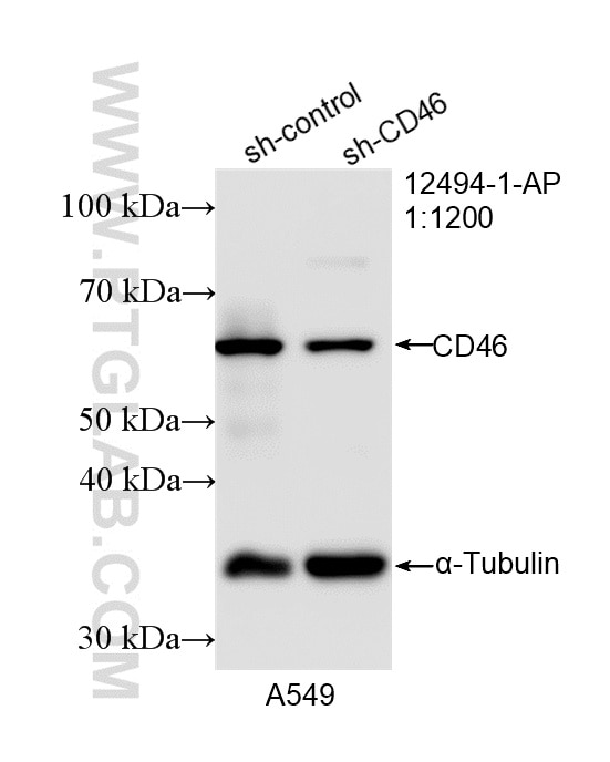 WB analysis of A549 using 12494-1-AP Western Blot (WB) analysis of A549 cells using CD46 Polyclonal antibody (12494-1-AP)