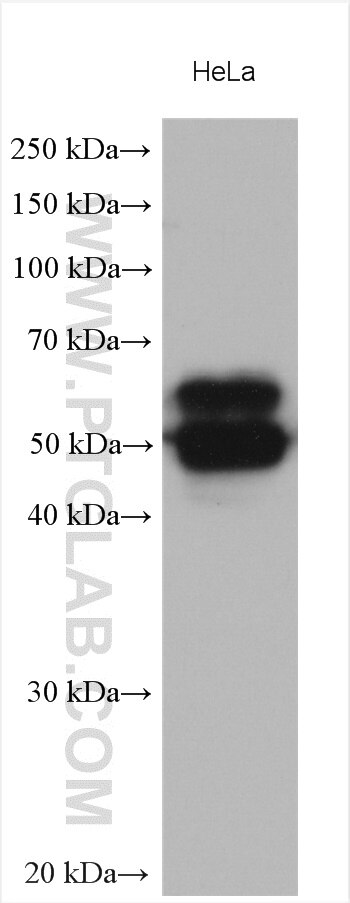 Western Blot (WB) analysis of various lysates using CD46 Polyclonal antibody (28936-1-AP)