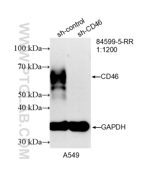 WB analysis of A549 using 84599-5-RR Western Blot (WB) analysis of A549 cells using CD46 Recombinant monoclonal antibody (84599-5-RR)