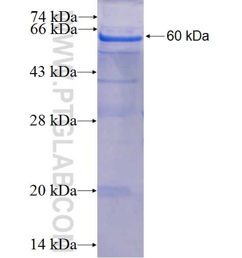 CD46 fusion protein Ag3131 SDS-PAGE