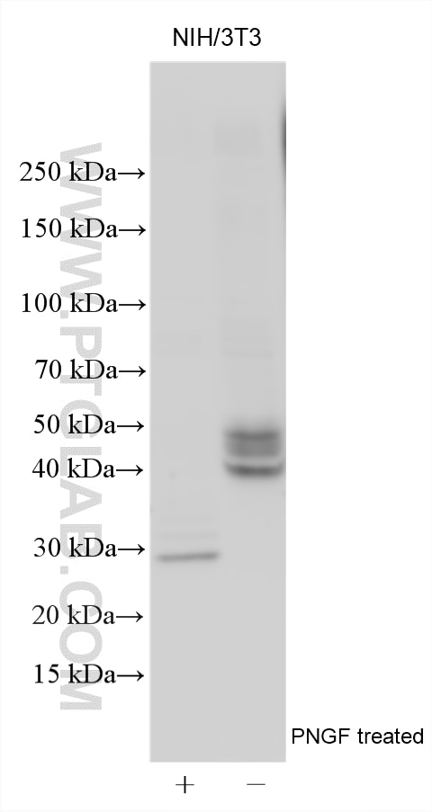 Various lysates were subjected to SDS PAGE followed by western blot with 31886-1-AP (CD47 antibody) at dilution of 1:2000 incubated at room temperature for 1.5 hours. Western Blot (WB) analysis of various lysates using CD47 Polyclonal antibody (31886-1-AP)