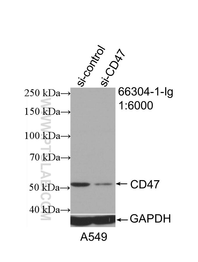 Western Blot (WB) analysis of A549 cells using CD47 Monoclonal antibody (66304-1-Ig)
