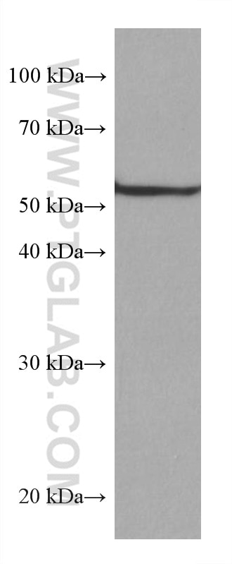 Western Blot (WB) analysis of Jurkat cells using CD47 Monoclonal antibody (66304-1-Ig)