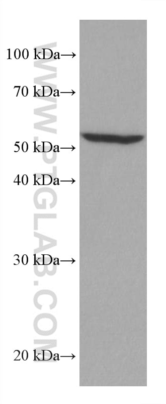 Western Blot (WB) analysis of K-562 cells using CD47 Monoclonal antibody (66304-1-Ig)