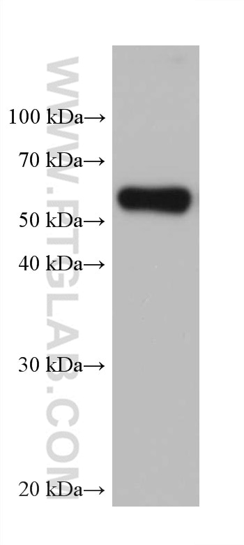 Western Blot (WB) analysis of HT-1080 cells using CD47 Monoclonal antibody (66304-1-Ig)