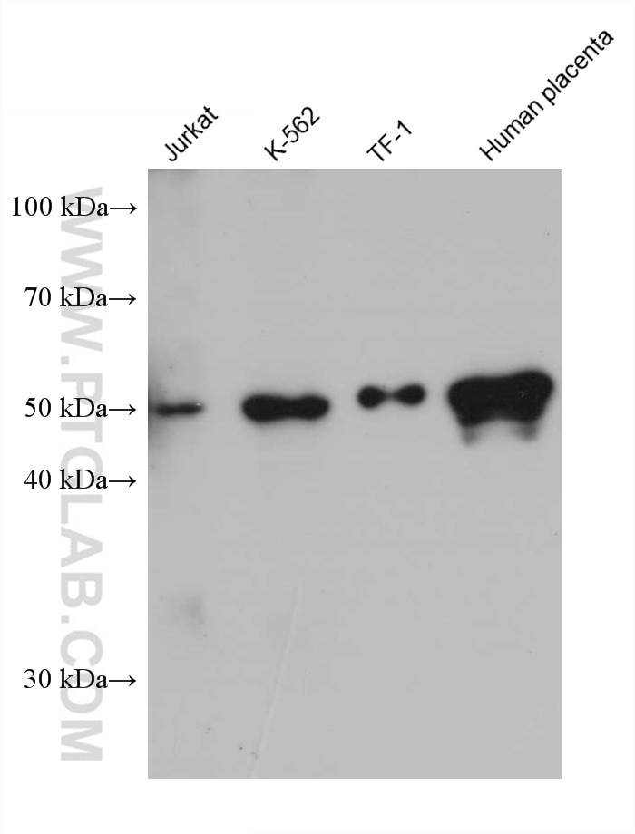 Western Blot (WB) analysis of various lysates using CD47 Monoclonal antibody (66304-1-Ig)