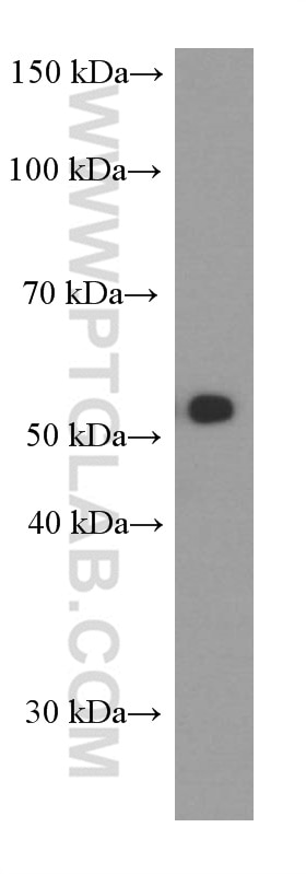 CD47 Monoclonal antibody