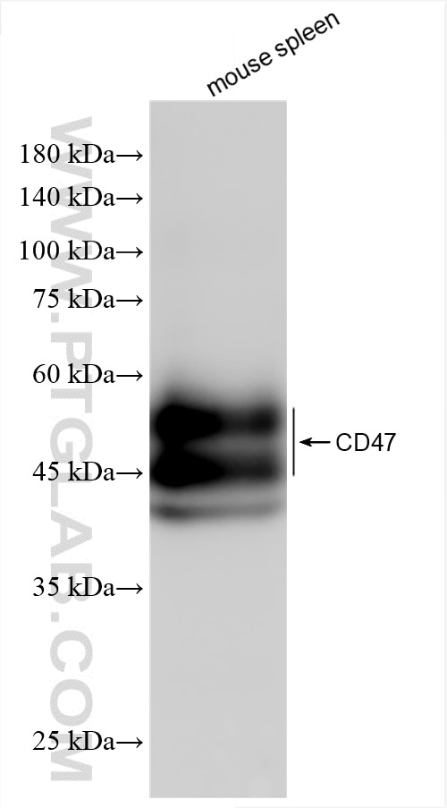 Western Blot (WB) analysis of mouse spleen tissue using CD47 Recombinant antibody (85958-1-RR)