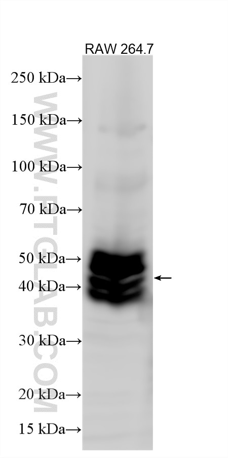 Western Blot (WB) analysis of various lysates using CD47 Recombinant monoclonal antibody (85958-1-RR)