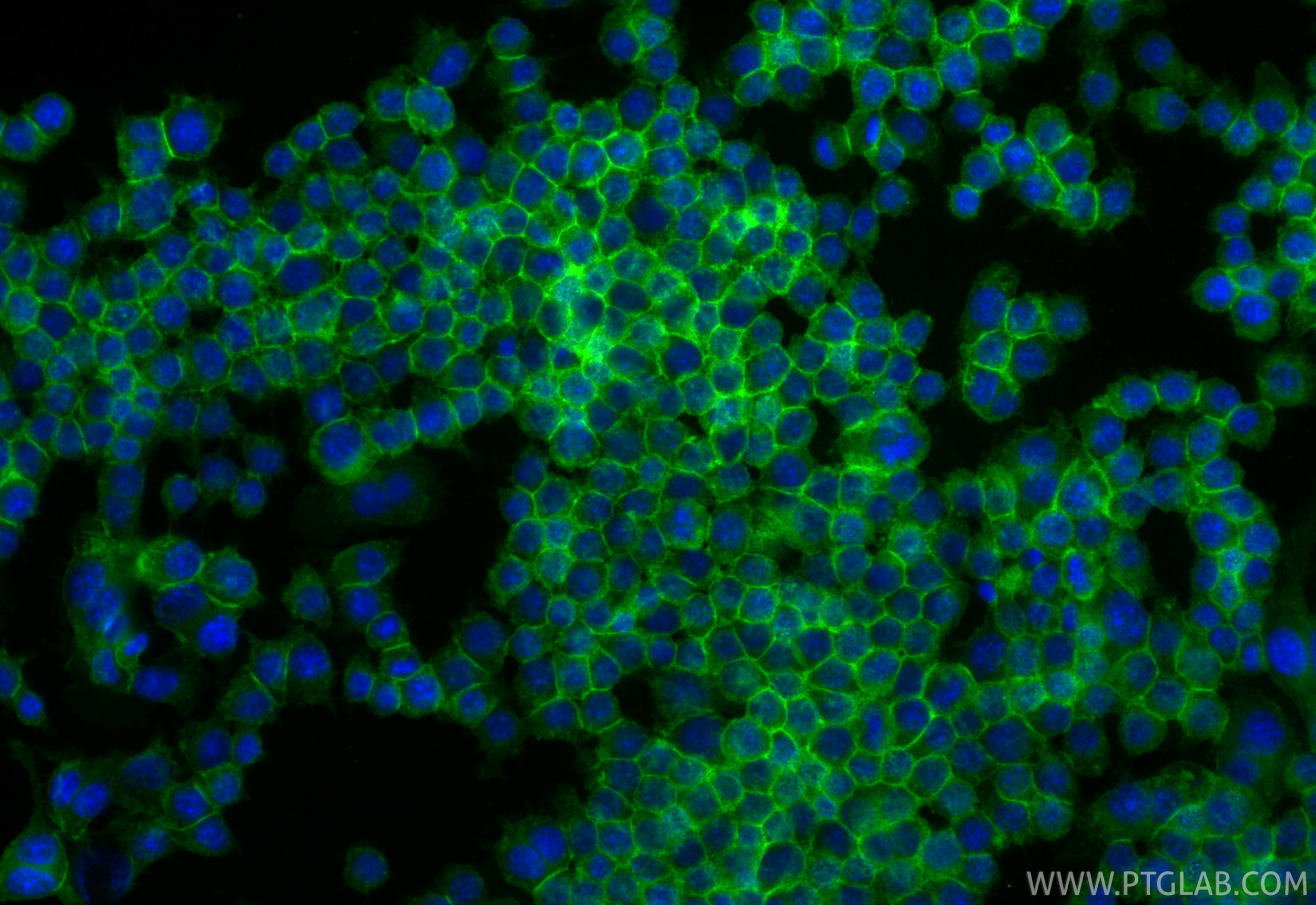 Immunofluorescence (IF) / fluorescent staining of RAW 264.7 cells using CoraLite® Plus 488-conjugated CD47 Recombinant mon (CL488-85958)