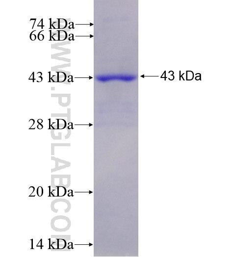 CD47 fusion protein Ag14132 SDS-PAGE