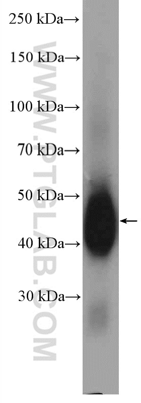 Western Blot (WB) analysis of Daudi cells using CD48 Polyclonal antibody (27519-1-AP)
