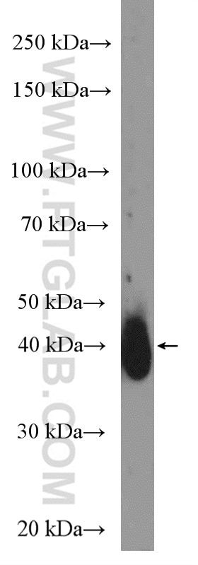 CD48